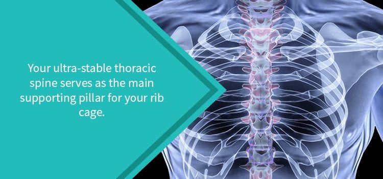 Image of rib cage supported by thoracic spine.