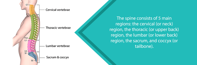 5 regions of the spine
