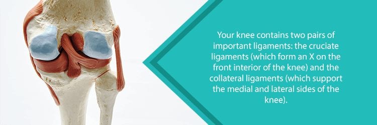 knee cruciate and collateral ligaments