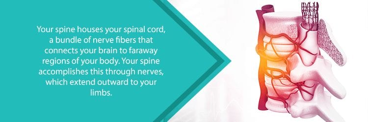 anatomy of the spine