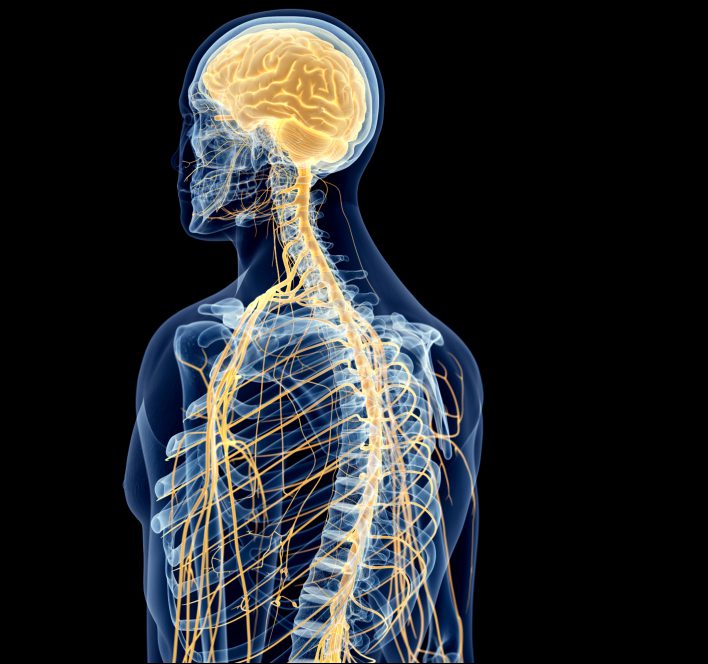 Medical illustration of human back nerves