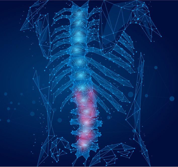 human spine