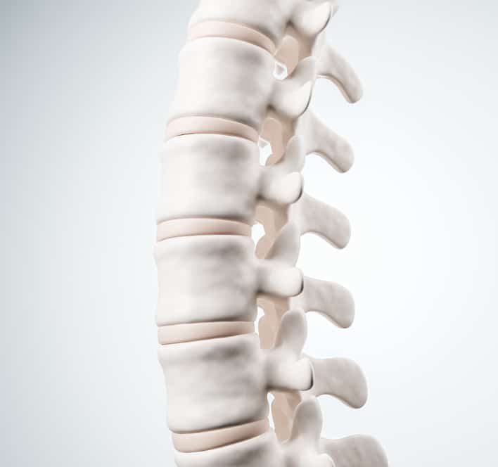 Realistic human spine