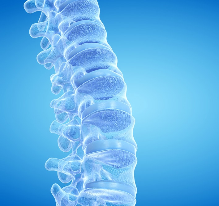 human spine