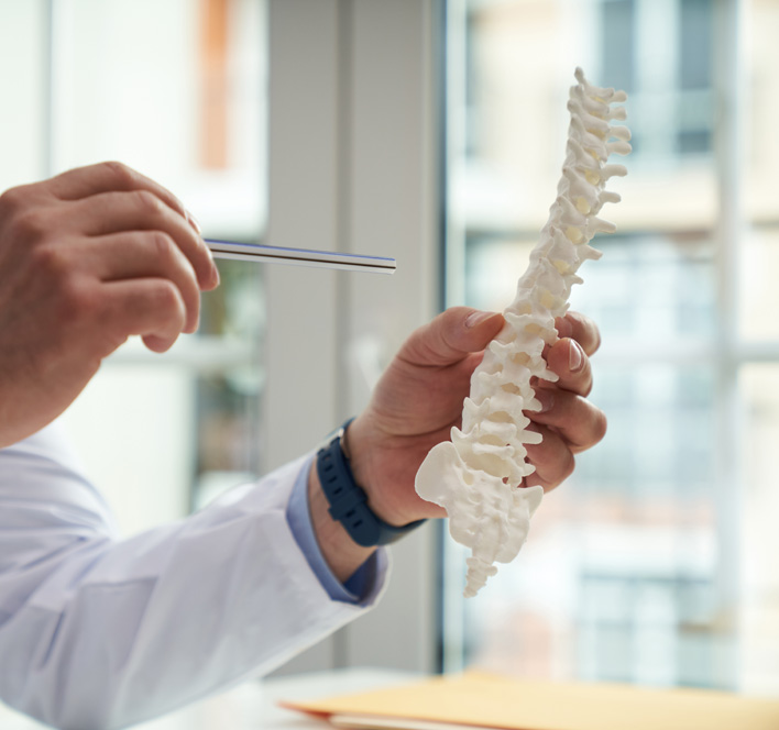 Doctor holding a model of a human spine